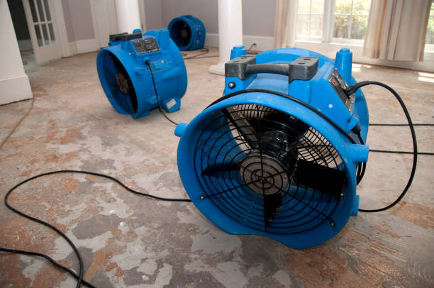 Best Mold removal after water damage  in Hydesville, CA